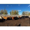 Image 3 : Chris Bartel - 975# Nov/Dec Delivery Heifers - 65 Head (Fort Vermilion, AB)