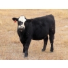 Image 10 : L & J Ranch - 640# Oct/Nov Steer Calves - 54 Head (Harptree, SK)