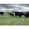 Image 5 : Flaman Land & Cattle - 580# October Delivery Steer Calves - 95 Head (Southey, SK)