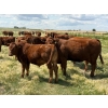Image 2 : Ben Penner - 700# October Delivery Steer Calves - 50 Head (Purple Springs, AB)