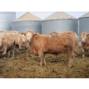 Image 10 : Williamson Farms - 963# Feb/March Delivery Steers - 194 Head (Lomond, AB)