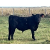 Image 5 : Hiebert Ranches - 580# October Steer Calves - 90 Head (Gem, AB)