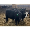 Image 5 : Jarokosky Feedlot - 900# March Delivery Steers - 70 Head (Lethbridge, AB)