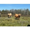 Image 2 : Ian & Heather Marr - 1075# August Delivery Grass Steers - 114 Head (Marwayne, AB)