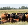 Image 3 : Riverbend Ranch - 1080# October Delivery Grass Steers - 180 Head (Coronation, AB)