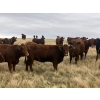 Image 5 : Rafter NZ Ranch - 22 Red X March/April Calving Bred Heifers (Pincher Creek, AB)