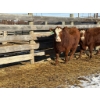 Image 2 : Fox Cattle Co. - 2 Bred Heifers (Pen 510)