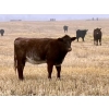 Image 5 : Kings Corner Farms - 880# November Delivery Grass Heifers - 108 Head (Corning, SK)
