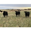 Image 5 : DP Cattle Co. - 810# November Grass Heifers - 70 Head (Didsbury, AB)