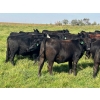 Image 10 : Jay Be Acres Ltd. - 910# September Delivery Grass Heifers - 67 Head (Deloraine, MB)