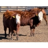 Image 4 : Scott & Gail Sapergia - 10 RBF Simm X November Delivery Bred Heifers (Hays, AB)