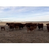 Image 10 : South Ridge Simmentals - 20 Red/Red X 1st Calf Pairs (Picture Butte, AB)