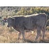Image 7 : Neilson Beef - 560# November Steer Calves - 75 Head (Botha, AB)