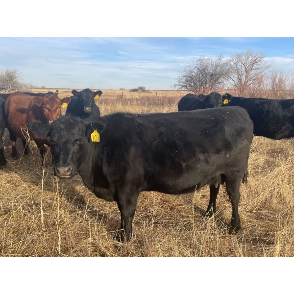 Brad Deschamps - 30 2nd Calvers & 10 Cows
