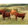 Image 2 : Indian Springs Land & Cattle - 625# October Delivery Steer Calves - 90 Head (Hussar, AB)