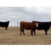 Image 5 : C & L Livestock - 18 Red 2nd & 3rd Calf 3-Way Pairs (Edam, SK) VBP+