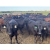 Image 6 : Triplelyones Farms - 925# August Delivery Grass Steers - 201 Head (Westlock, AB)