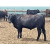 Image 5 : Lynden Land & Cattle - 900# June Delivery Steers - 50 Head (Linden, AB)