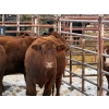 Image 2 : Black Diamond Land & Cattle - 5 Second & Third Calvers (Pen 131)