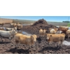 Image 2 : Cattlewood Farms Ltd. - 670# July Delivery Heifers - 87 Head (Fincastle, AB)