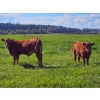 Image 2 : Horizon Ridge Farms - 700# Nov/Dec Delivery Steer Calves - 65 Head (Rimbey, AB)