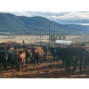 Image 2 : Guichon Creek Ranch - 725# March Delivery Steers - 70 Head (Westwold, BC)