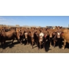 Image 8 : Ripple Rock Ranch - 925# June Delivery Heifers - 130 Head (Fincastle, AB)