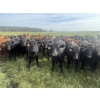 Image 7 : K6 Farms - 1000# Sept/Oct Delivery Grass Steers - 210 Head (Buck Lake, AB)