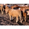 Image 2 : Carter Morison - 1075# July Delivery Grass Heifers - 58 Head (Airdrie, AB)