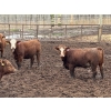 Image 6 : Lesher Lane Enterprises - 910# June Delivery Heifers - 204 Head (Lacombe, AB)
