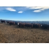Image 1 : Block's Ranching Ltd. - 800# November Grass Heifers - 77 Head (Abbey, SK)