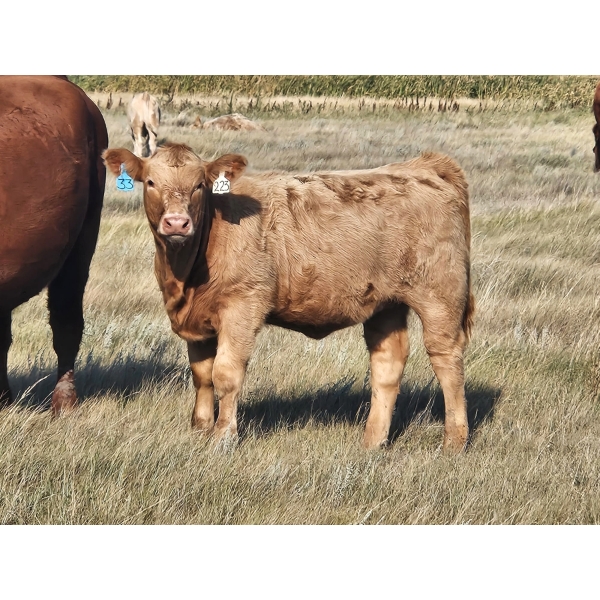 Ron Schmidt - 690# November Delivery Heifer Calves - 85 Head (Rainier, AB)