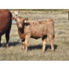 Image 1 : Ron Schmidt - 690# November Delivery Heifer Calves - 85 Head (Rainier, AB)