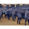 Image 2 : Saddle Ridge & S-S Ranch - 550# October Delivery Steer Calves - 110 Head (Strathmore, AB)