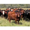 Image 2 : Spruce Tree Cattle Co. - 1000# November Delivery Grass Heifers - 63 Head (Linden, AB)
