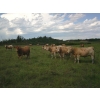 Image 3 : DJC Ranch - 1050# September Delivery Grass Steers - 58 Head (Rabbit Lake, SK)