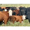 Image 4 : 98 Ranch - 35 October Delivery Angus X Pairs (Lake Elma, SK) VBP+