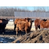 Image 4 : Hillcrest Farming Co. - 700# February Delivery Steers - 175 Head (Dundurn, SK)