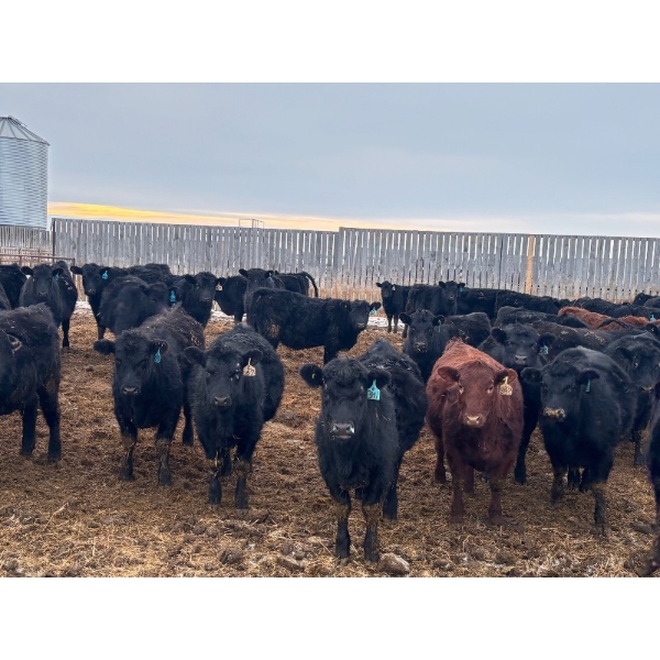 Lyle & Lucas Parker - 770# April Delivery Heifers - 80 Head (Marwayne, AB)