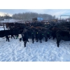 Image 3 : WA Ranches (University of Calgary) - 500# December Weaned Heifers - 70 Head (Cochrane, AB)