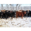 Image 7 : Willowside Ranch - 625# March Delivery Heifers - 88 Head (Vibank, SK)