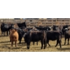 Image 3 : M.S. MacLean Livestock - 17 Black Angus Replacement Heifers (Coaldale, AB)