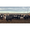 Image 2 : M.S. MacLean Livestock - 950# June Delivery Steers - 244 Head (Coaldale, AB)