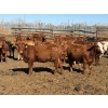 Image 4 : Rob Mossey - 1000# August Delivery Heifers - 120 Head (Vauxhall, AB)