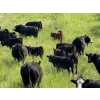 Image 2 : Rafter 17 Ranching - 840# October Delivery Steer Calves - 150 Head (Eckville, AB)