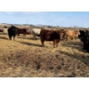 Image 5 : Cunningham Cattle Co. - 850# March Delivery Heifers - 270 Head (Rhein, SK)