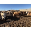 Image 4 : Brian Perillat - 760# February Delivery Steers - 83 Head (Linden, AB)
