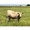 Image 6 : Kirk Goldsmith - 1030# August Delivery Grass Steers - 116 Head (Veteran, AB)