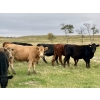 Image 2 : Kings Corner Farms - 840# October Delivery Grass Heifers - 75 Head (Corning, SK)