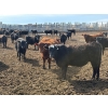 Image 8 : Pedersen Farms - 880# March Delivery Steers - 71 Head (Scandia, AB)